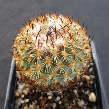 Turbinicarpus saueri subsp. ysabelae