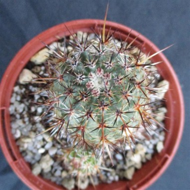 Echinocereus ferreirianus brevispinus...