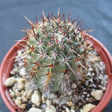 Echinocereus ferreirianus brevispinus...