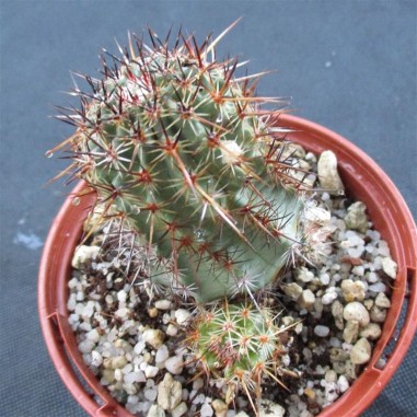 Echinocereus ferreirianus brevispinus...