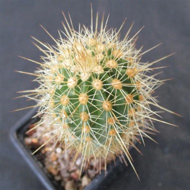 Echinocereus ledingii