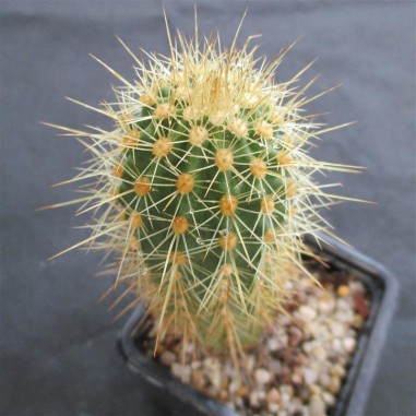 Echinocereus ledingii