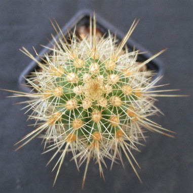 Echinocereus ledingii