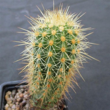 Echinocereus ledingii