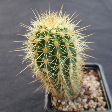 Echinocereus ledingii