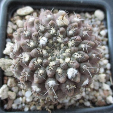 Neoporteria napina fa tenebrica