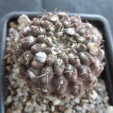 Neoporteria napina fa tenebrica