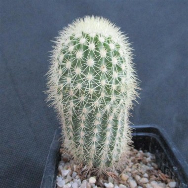 Echinocereus websterianus