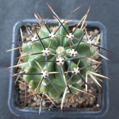 Echinocereus fendleri var. kuenzleri