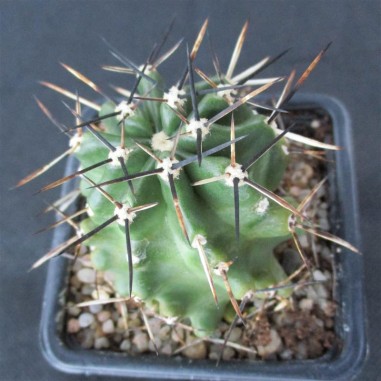 Echinocereus fendleri var. kuenzleri