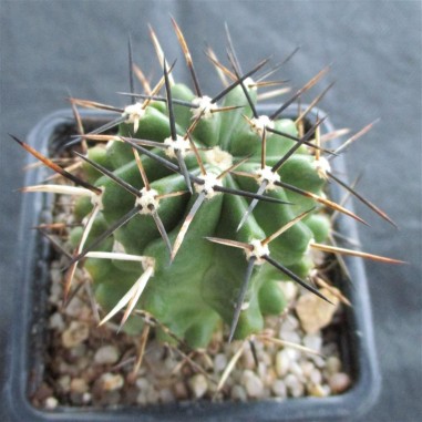 Echinocereus fendleri var. kuenzleri