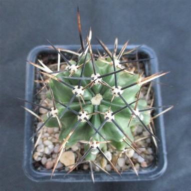 Echinocereus fendleri var. kuenzleri