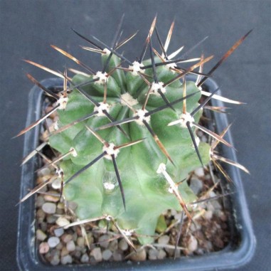 Echinocereus fendleri var. kuenzleri