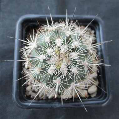 Turbinicarpus horripilus subsp...