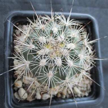 Turbinicarpus horripilus subsp...