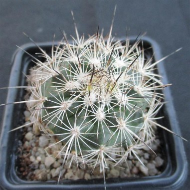 Turbinicarpus horripilus subsp...