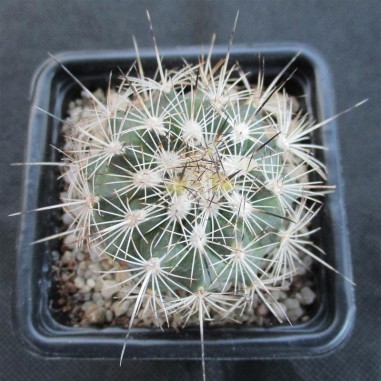 Turbinicarpus horripilus subsp...