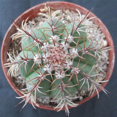 Melocactus matanzanus