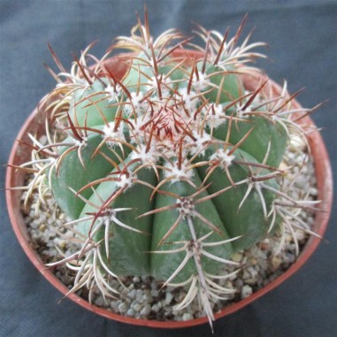 Melocactus matanzanus