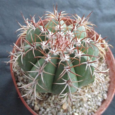 Melocactus matanzanus