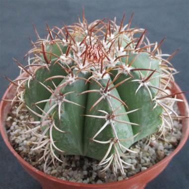 Melocactus matanzanus