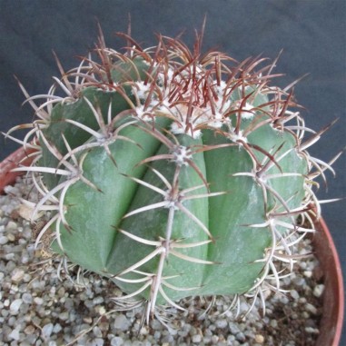 Melocactus matanzanus