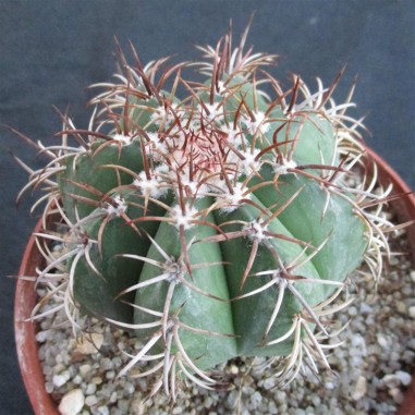 Melocactus matanzanus