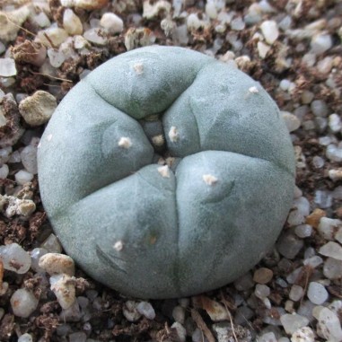 Lophophora williamsii