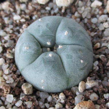 Lophophora williamsii