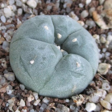 Lophophora williamsii