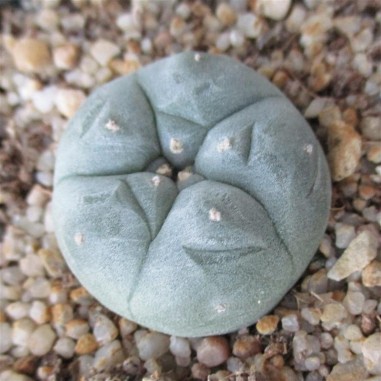 Lophophora williamsii