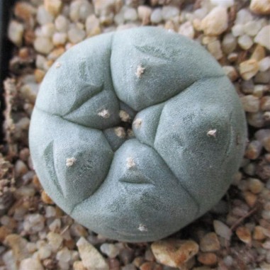 Lophophora williamsii