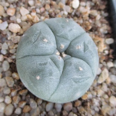 Lophophora williamsii