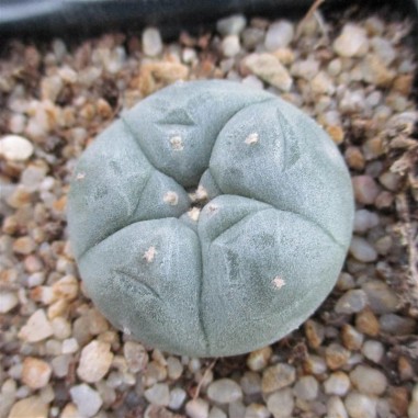 Lophophora williamsii