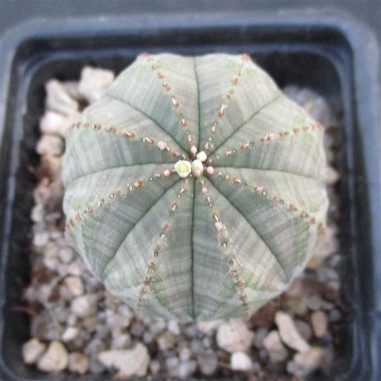 Euphorbia obesa hembra