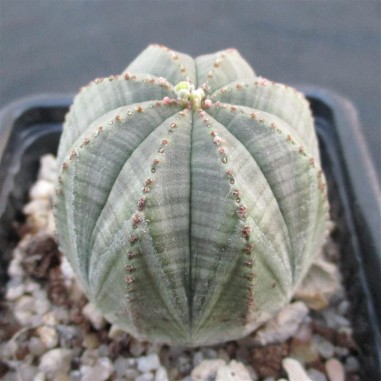 Euphorbia obesa hembra