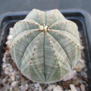 Euphorbia obesa hembra