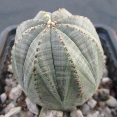 Euphorbia obesa hembra