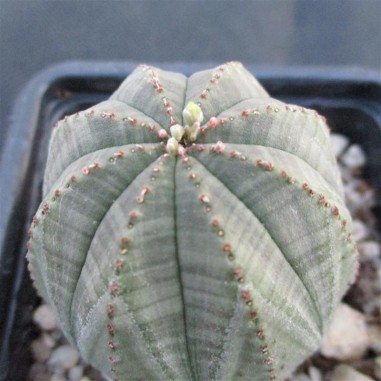 Euphorbia obesa hembra