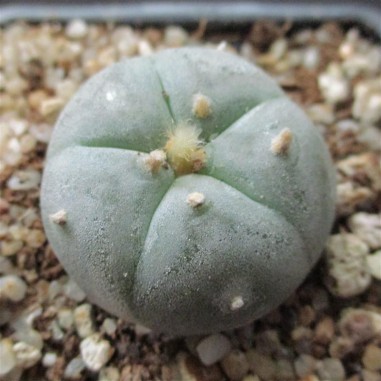 Lophophora williamsii