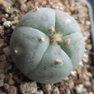 Lophophora williamsii