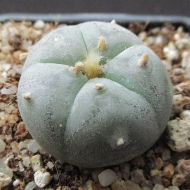 Lophophora williamsii