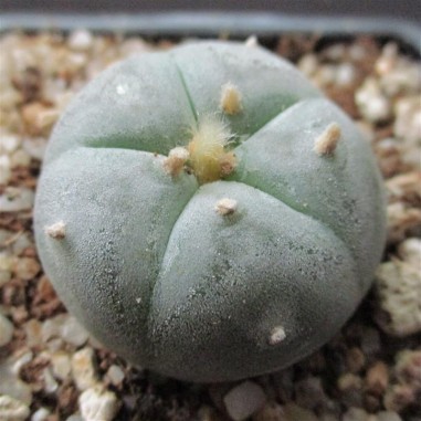 Lophophora williamsii