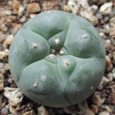 Lophophora williamsii