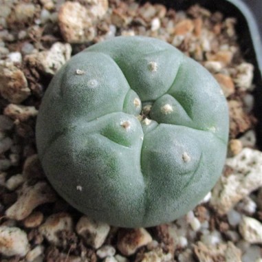 Lophophora williamsii