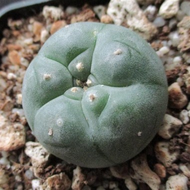 Lophophora williamsii