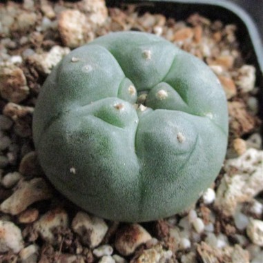 Lophophora williamsii