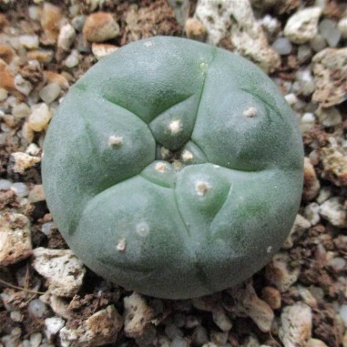 Lophophora williamsii