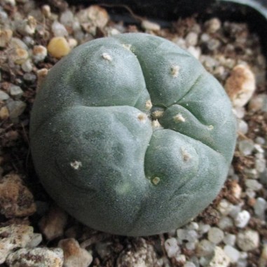 Lophophora williamsii