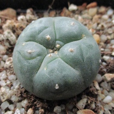 Lophophora williamsii